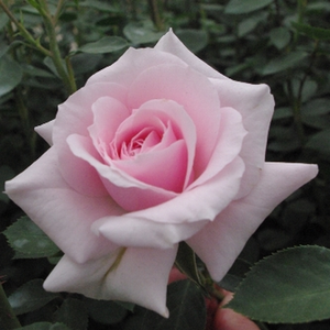 Много светло розово - парк – храст роза